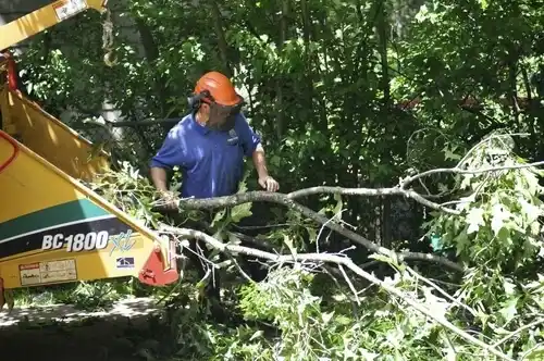tree services Mackinac Island